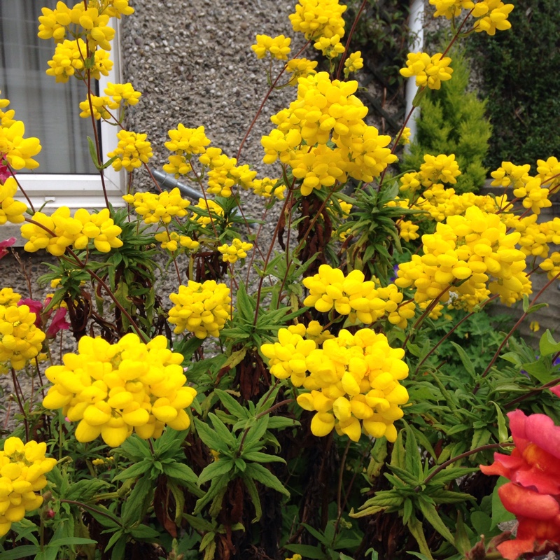 Pocketbook Plant in the GardenTags plant encyclopedia