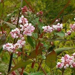 Lesser Knotweed in the GardenTags plant encyclopedia