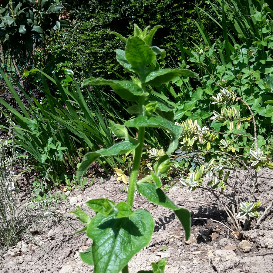 White clustered bellflower in the GardenTags plant encyclopedia