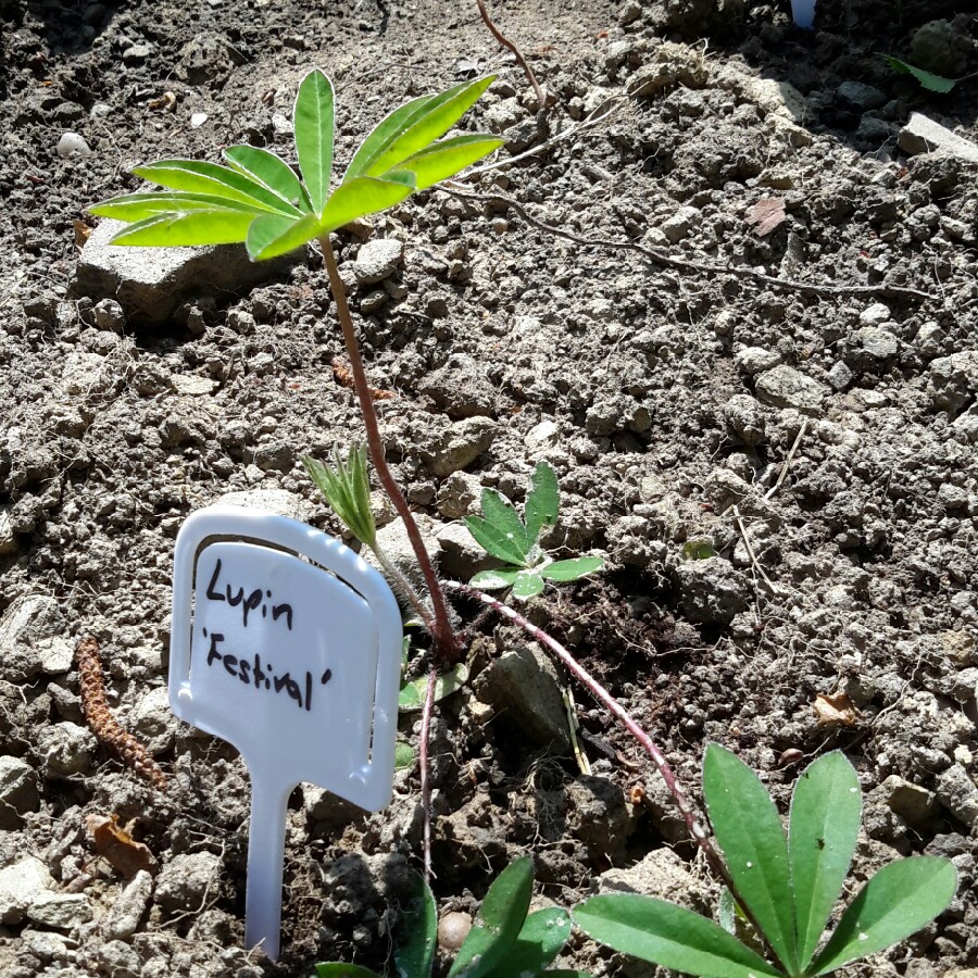 Lupin Festival Mix in the GardenTags plant encyclopedia