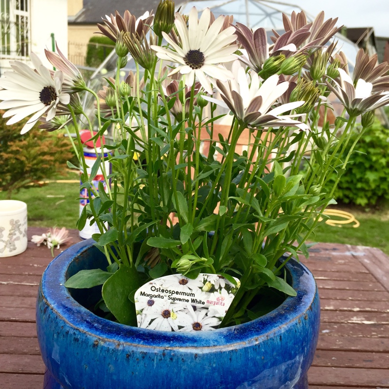 African daisy  Marguerite White in the GardenTags plant encyclopedia