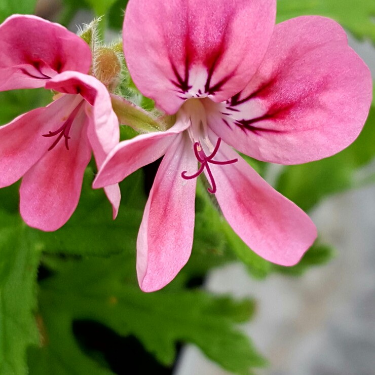 Pelargonium Lara Starshine (Scented) in the GardenTags plant encyclopedia