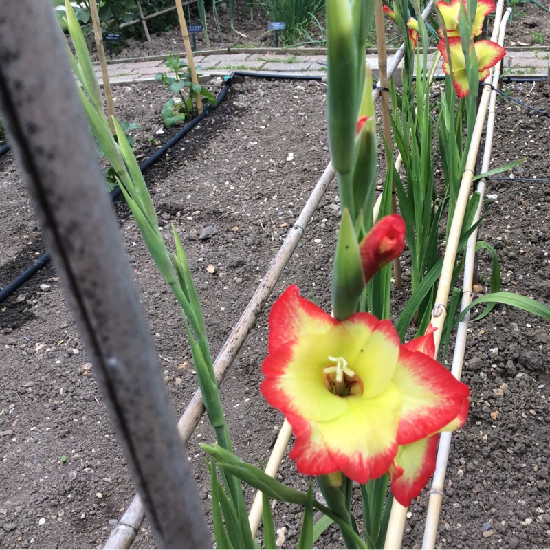 Gladioli Las Vegas (Primulinus) in the GardenTags plant encyclopedia