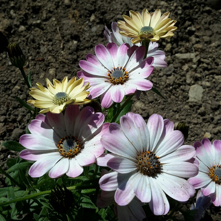 African Daisy White Pink Blush in the GardenTags plant encyclopedia