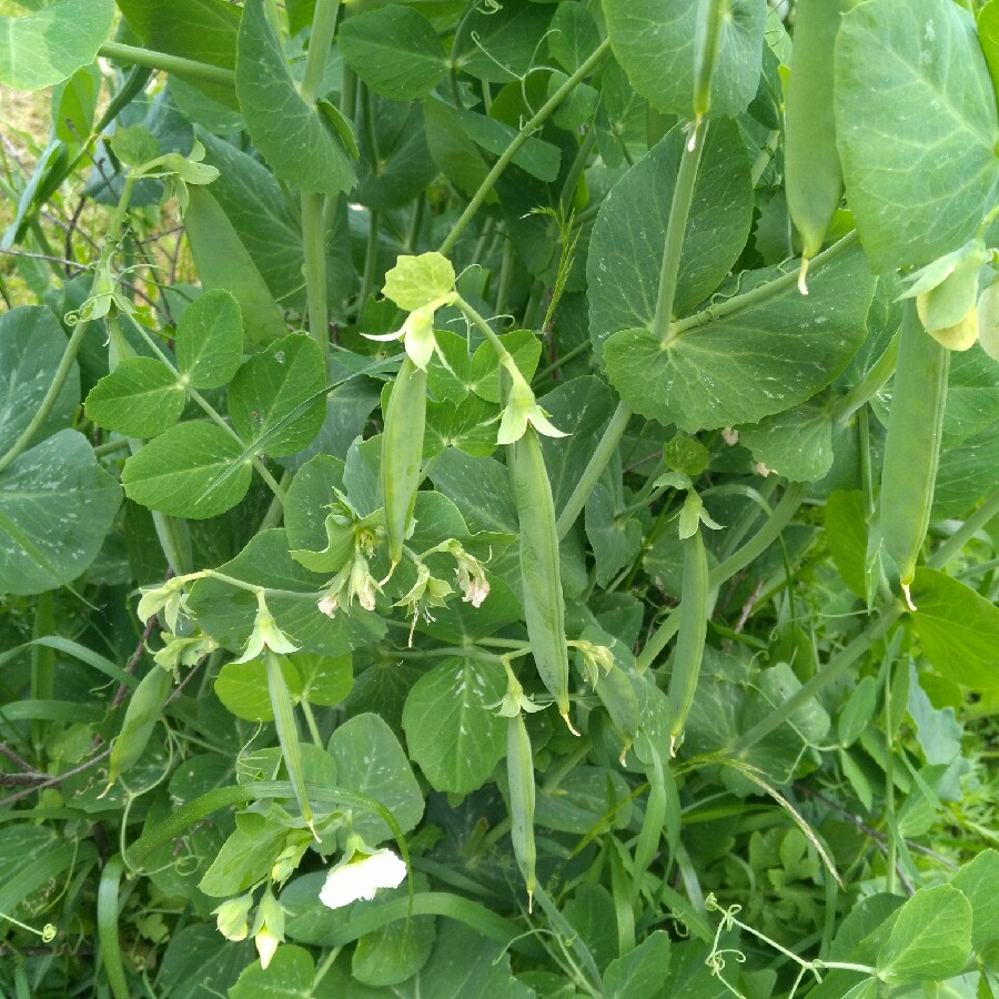 Pea Premium in the GardenTags plant encyclopedia