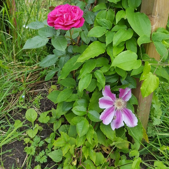 Rose Gloriana (Climbing Miniature) in the GardenTags plant encyclopedia