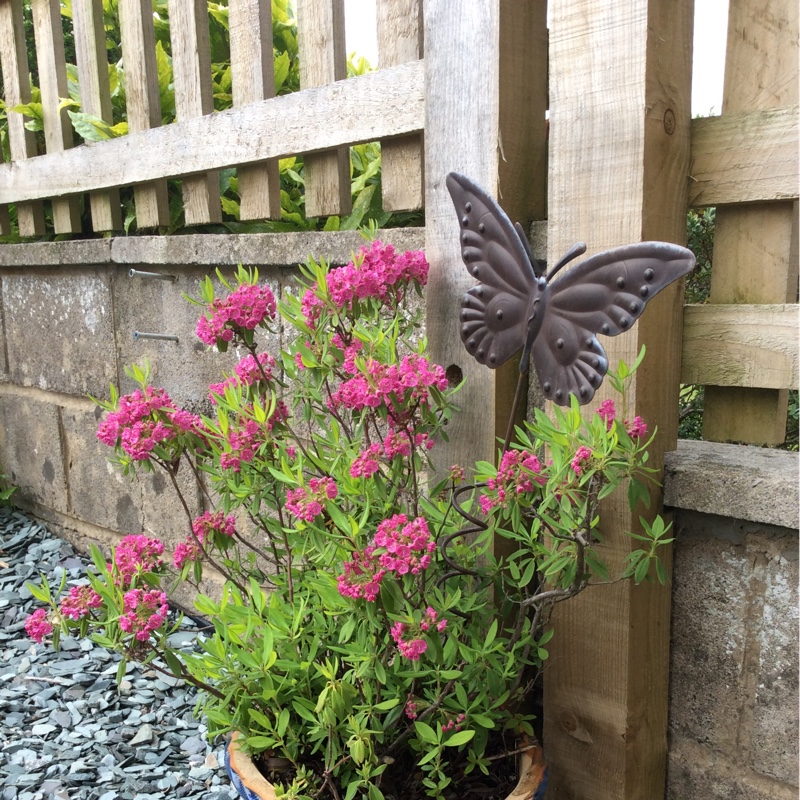 Mountain Laurel in the GardenTags plant encyclopedia