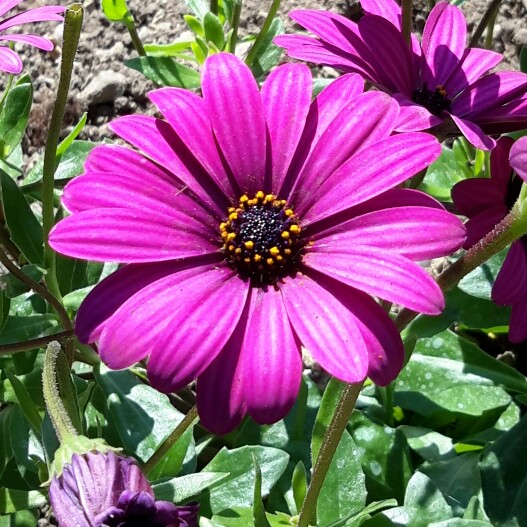 African Daisy Erato Violet in the GardenTags plant encyclopedia