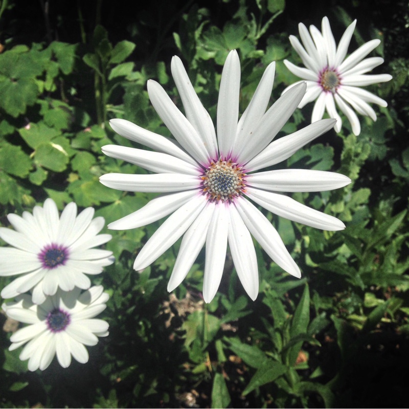 African daisy White Pim in the GardenTags plant encyclopedia