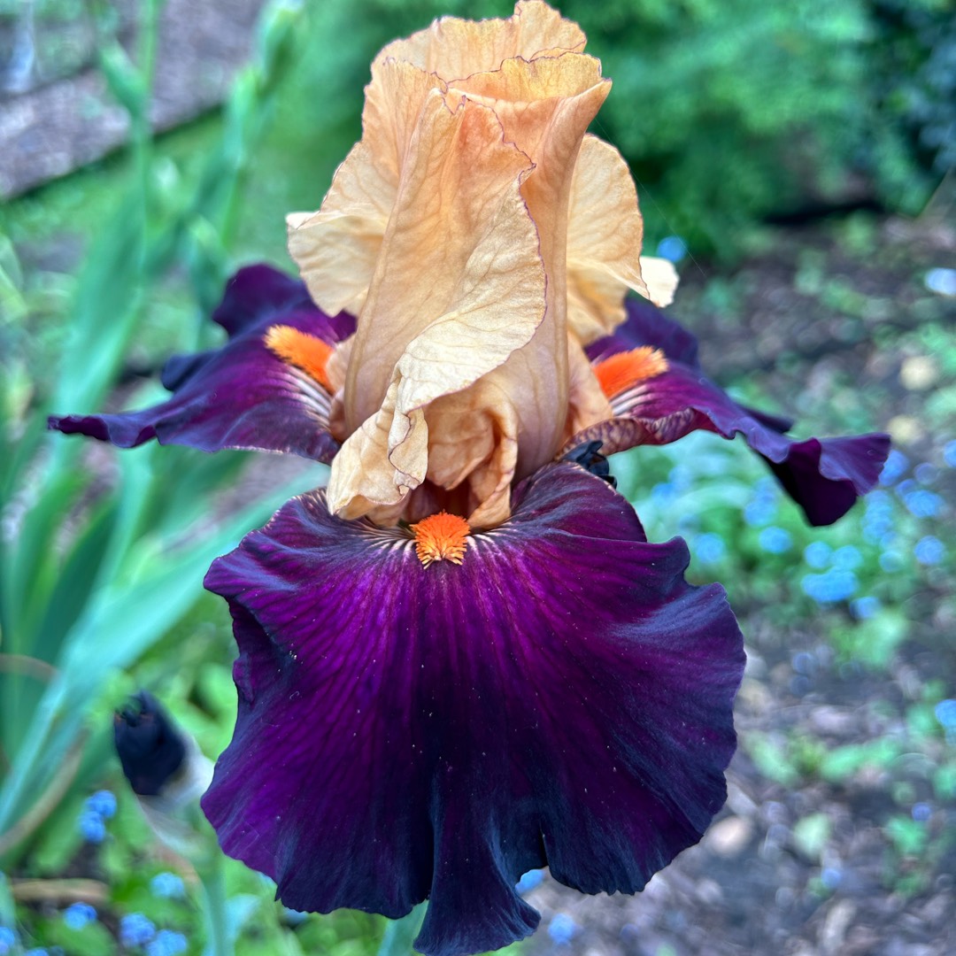 Bearded Iris Liaison (Tall) in the GardenTags plant encyclopedia