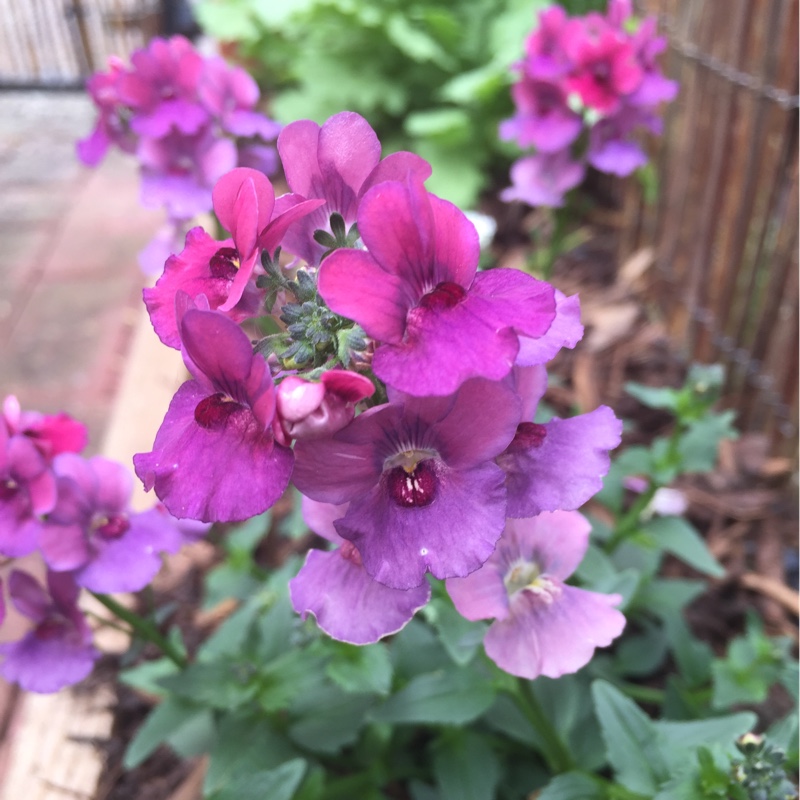 Nemesia Framboise in the GardenTags plant encyclopedia