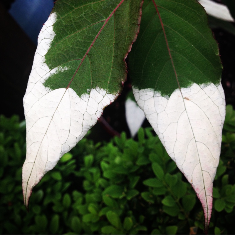 Rosy Crabapple Kiwi in the GardenTags plant encyclopedia