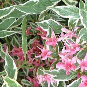 Weigela Kosteriana Variegata in the GardenTags plant encyclopedia