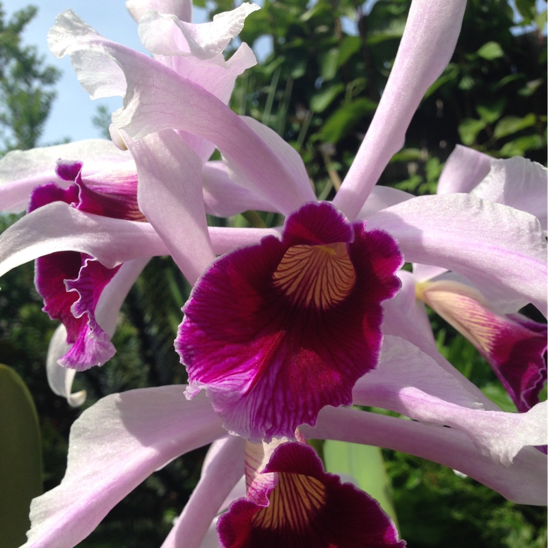 Cattleya purpurata Rosada in the GardenTags plant encyclopedia