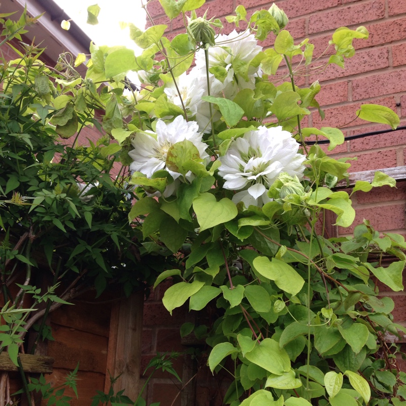 Clematis Belle Of Woking in the GardenTags plant encyclopedia