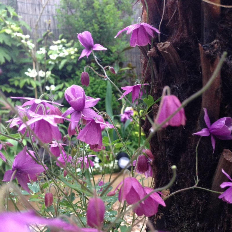 Spurless columbine Sugar Plum Fairy in the GardenTags plant encyclopedia