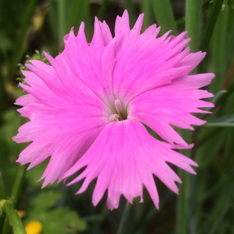 Pink Cheddar Pink in the GardenTags plant encyclopedia