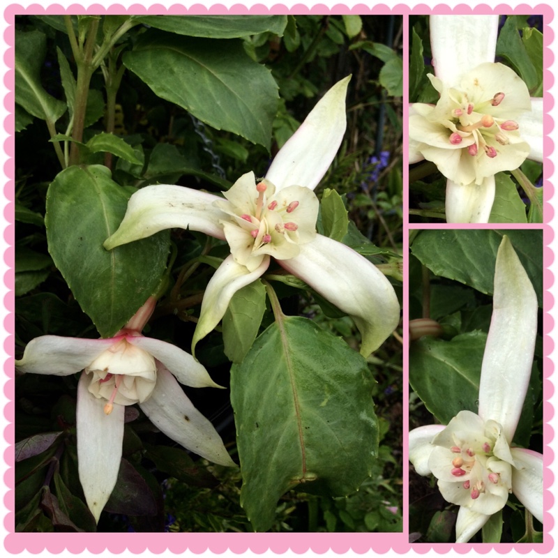 Fuchsia Annabel in the GardenTags plant encyclopedia