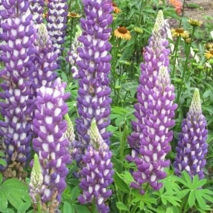 LupinPurple Swirl in the GardenTags plant encyclopedia