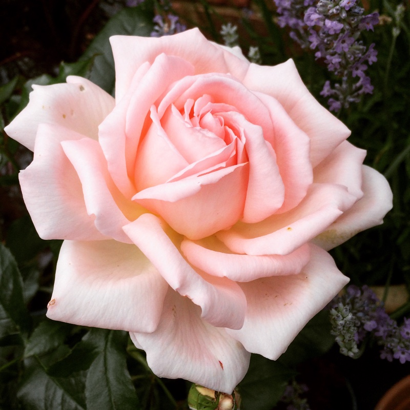 Rose Chandos Beauty in the GardenTags plant encyclopedia