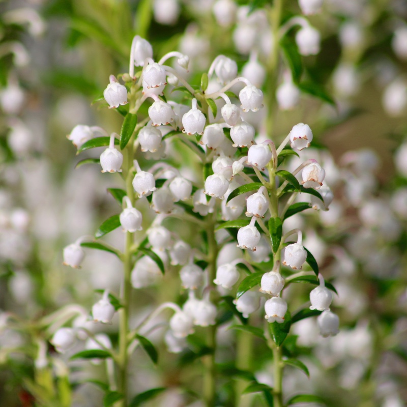 Prickly Heath Mascula in the GardenTags plant encyclopedia