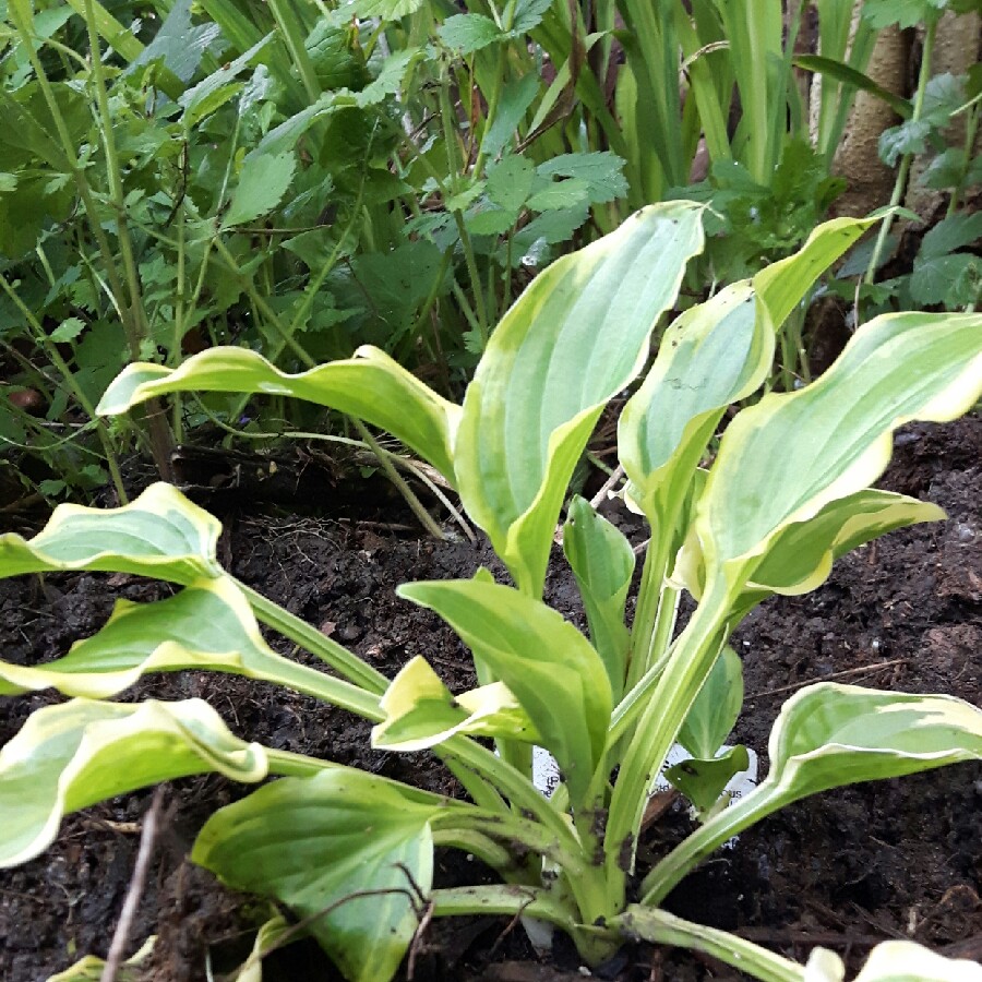 Plantain Lily So Sweet in the GardenTags plant encyclopedia