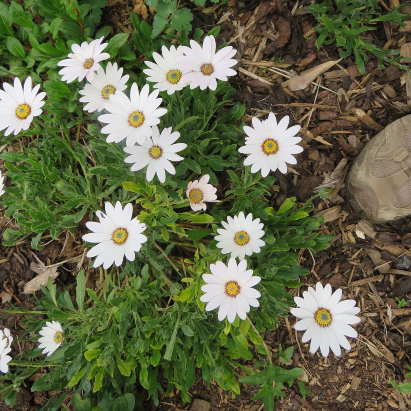 African Daisy Weetwood in the GardenTags plant encyclopedia