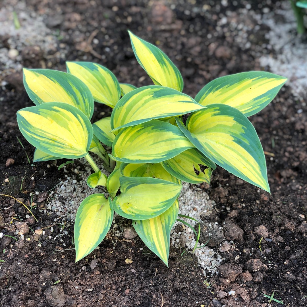 Plantain Lily Remember Me in the GardenTags plant encyclopedia