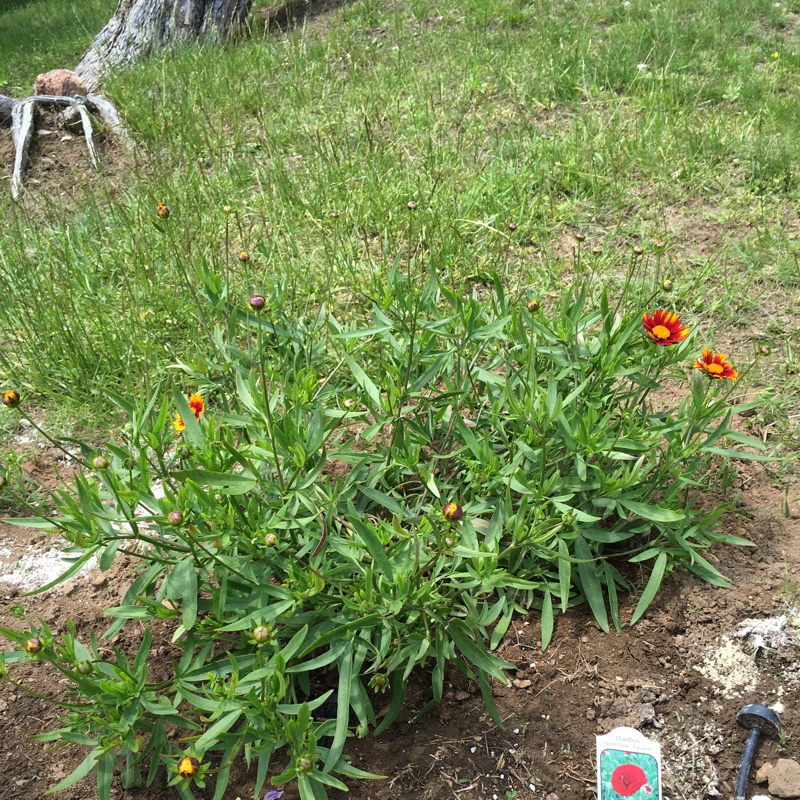 Tickseed Daybreak in the GardenTags plant encyclopedia