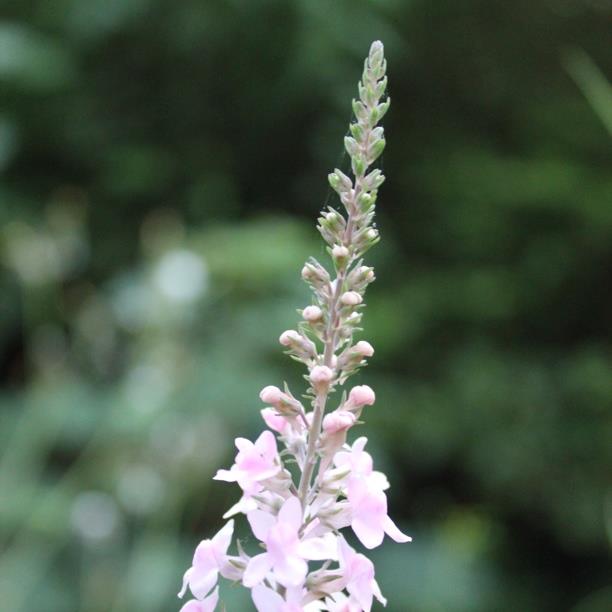 Purple toadflax Canon Went in the GardenTags plant encyclopedia