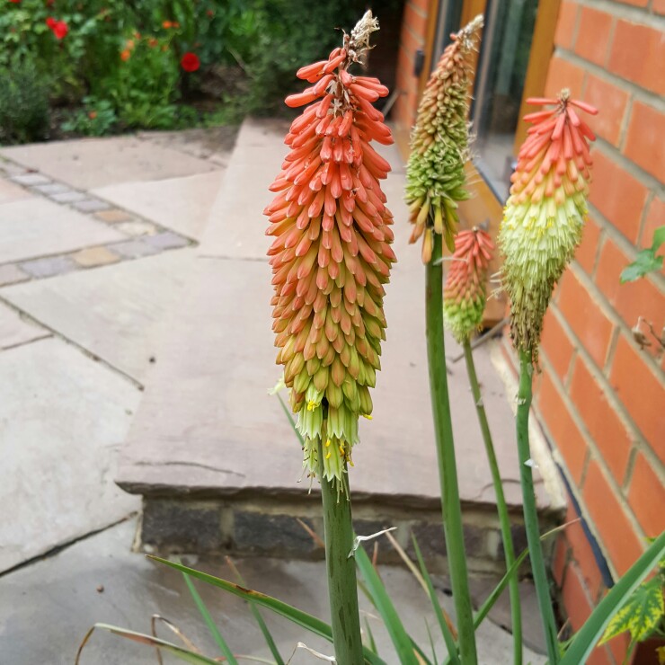 Red Hot Poker Alcazar in the GardenTags plant encyclopedia