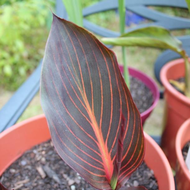 Canna Phasion in the GardenTags plant encyclopedia