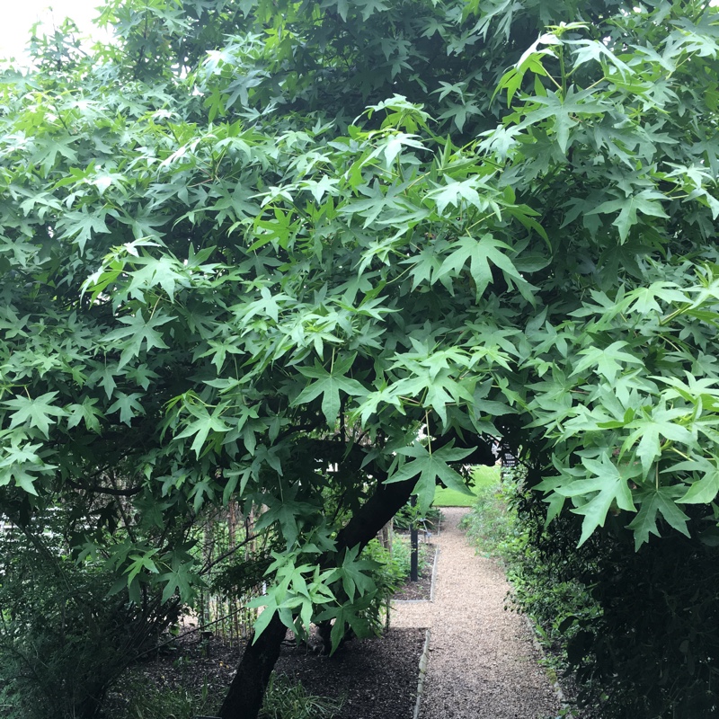 Oriental Sweet Gum Tree in the GardenTags plant encyclopedia