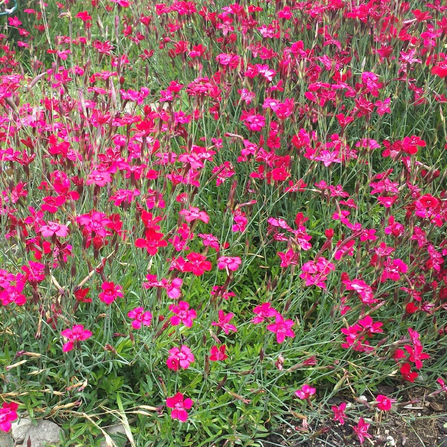 Maiden Pink Confetti Carmine Cherry Red in the GardenTags plant encyclopedia