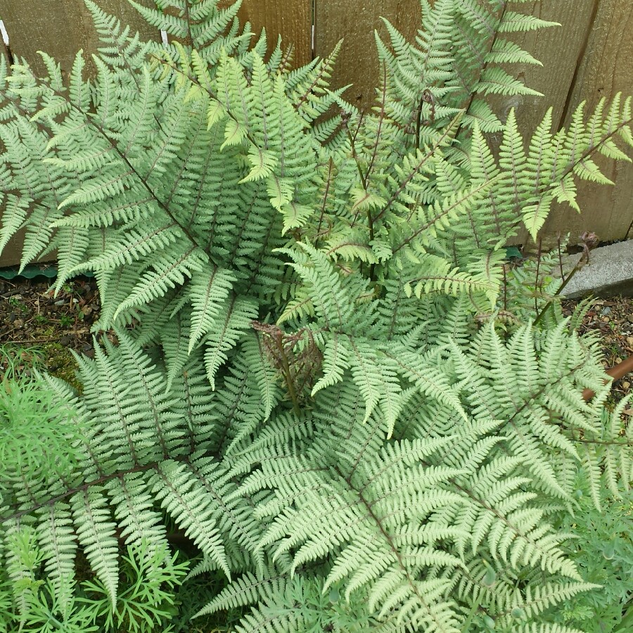 Athyrium 'Ghost' syn. Athyrium filix-femina 'Ghost';Athyrium niponicum ...