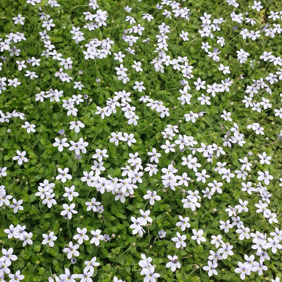 Blue Star Creeper Blue Star in the GardenTags plant encyclopedia