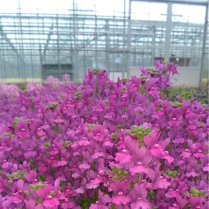 Nemesia Carmine in the GardenTags plant encyclopedia