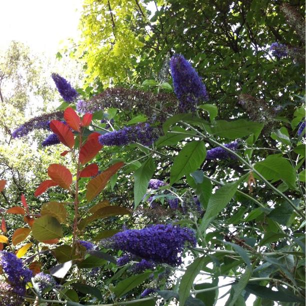 Butterfly Bush Lochinch in the GardenTags plant encyclopedia