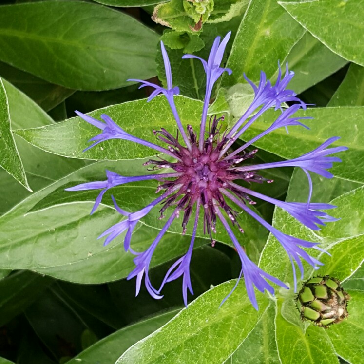 Perennial Cornflower Gold Bullion in the GardenTags plant encyclopedia