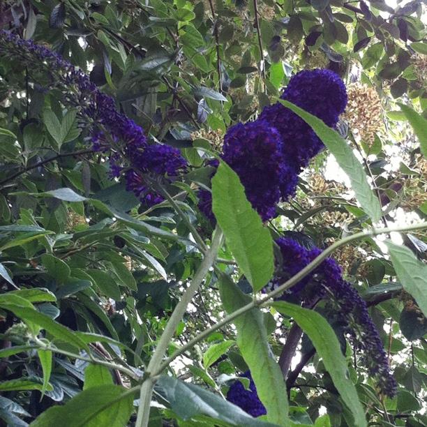 Butterfly Bush Black Knight in the GardenTags plant encyclopedia