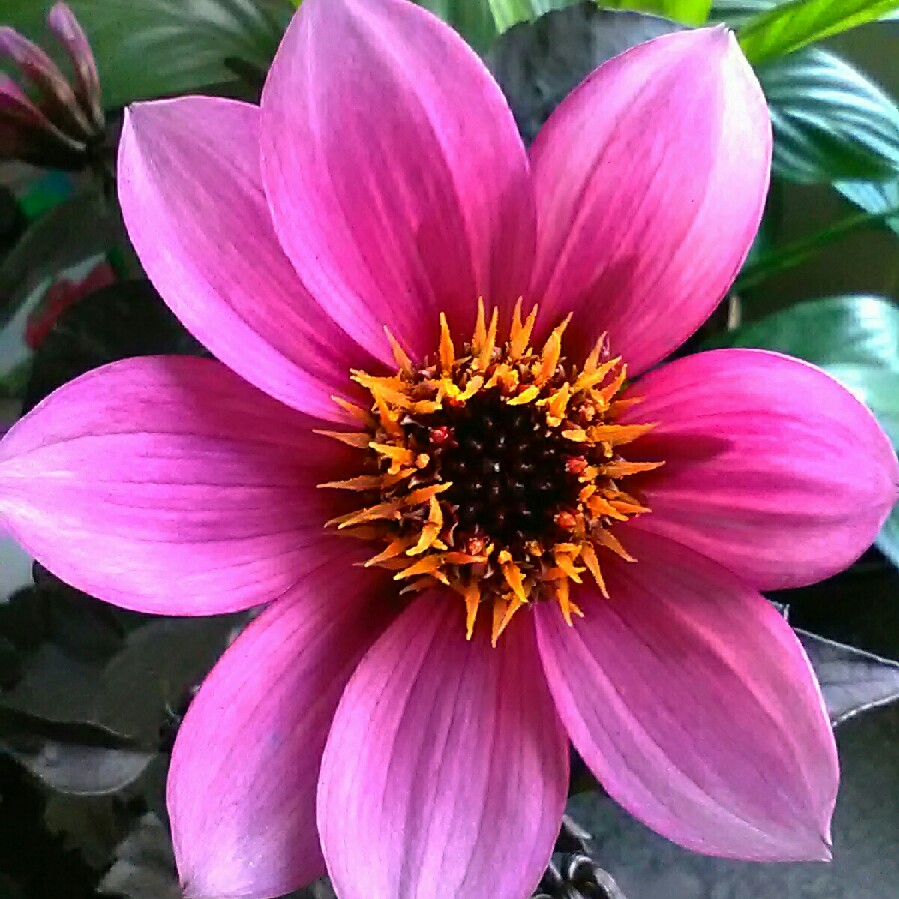 Dahlia Happy Days Purple (Bedding) in the GardenTags plant encyclopedia