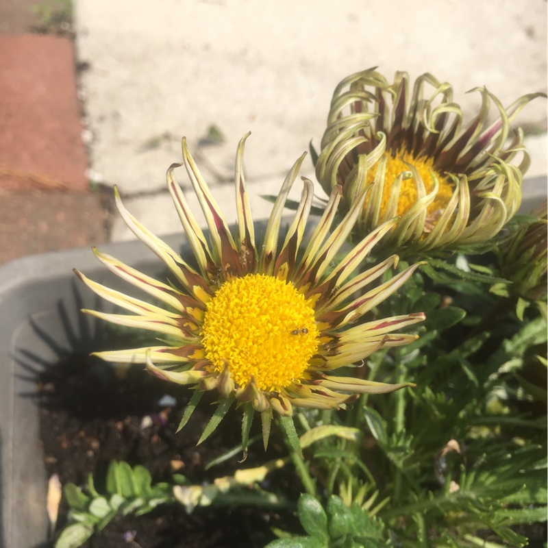 Treasure Flower Rose Stripe in the GardenTags plant encyclopedia