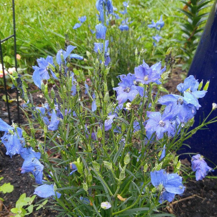 Columbine Clementine Blue in the GardenTags plant encyclopedia