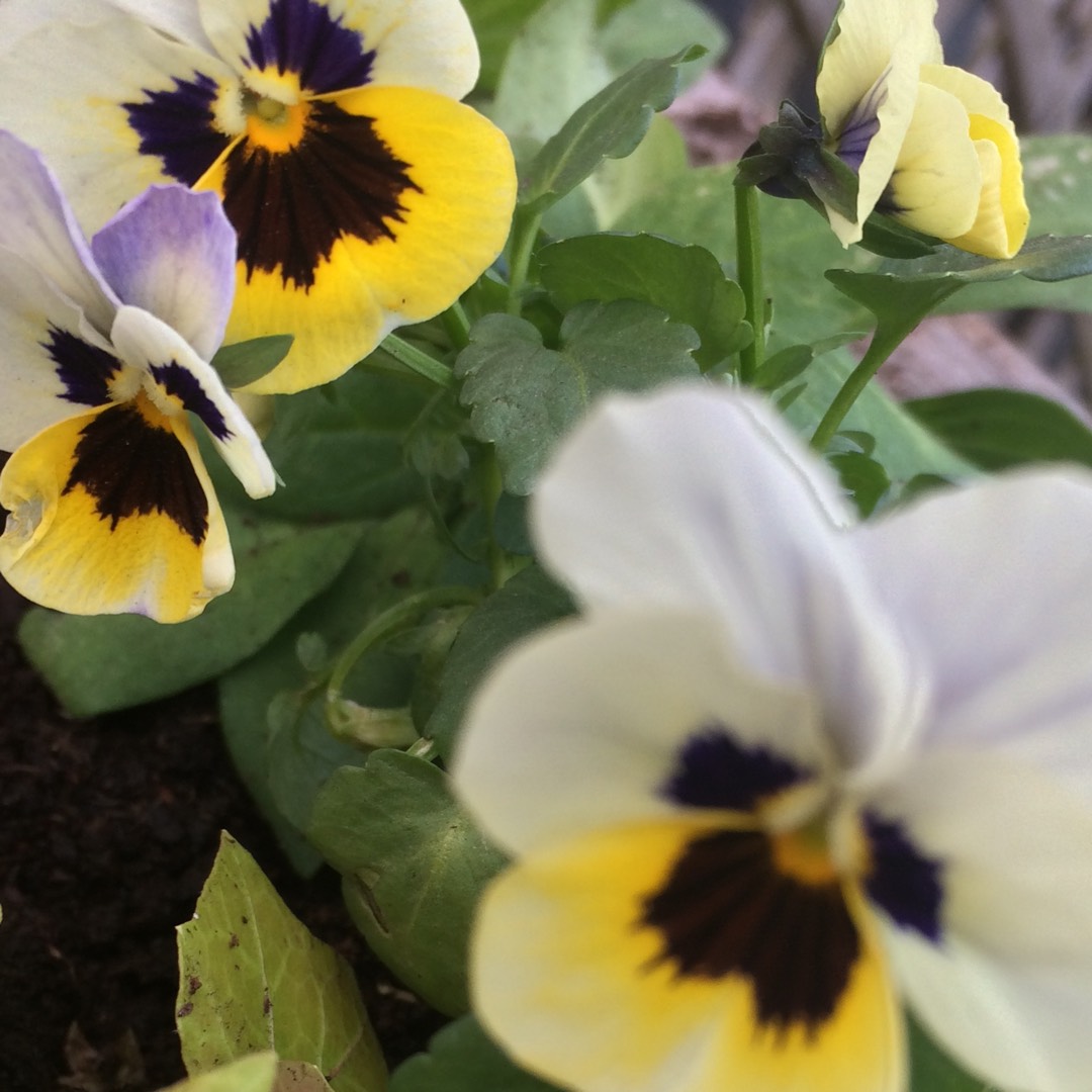 Horned Pansy Penny™ Orange Jump Up in the GardenTags plant encyclopedia