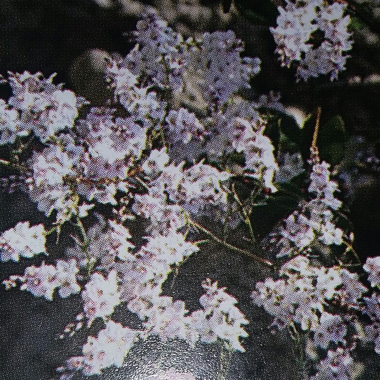 Shrubby Veronica Lilac Hint in the GardenTags plant encyclopedia