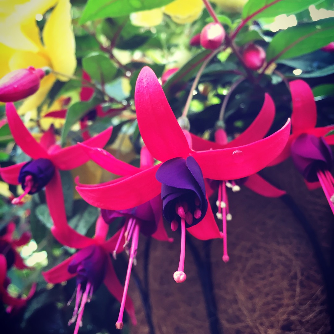 Fuchsia Canary Bird in the GardenTags plant encyclopedia