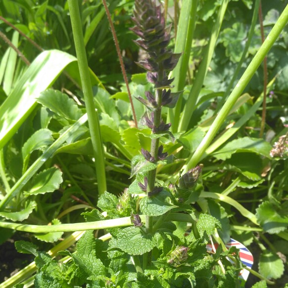 Wood Sage Blue Queen in the GardenTags plant encyclopedia