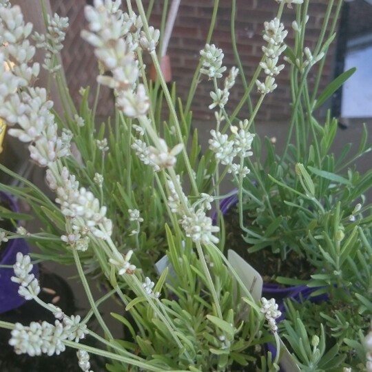 Lavender Nana Alba in the GardenTags plant encyclopedia