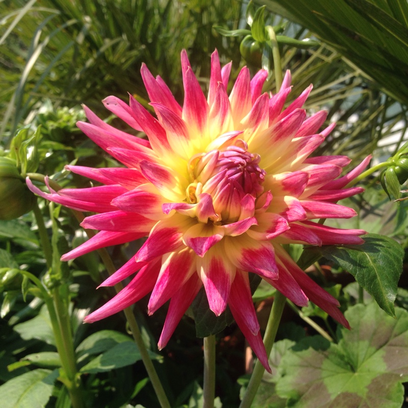 Dahlia Tahiti Sunrise in the GardenTags plant encyclopedia