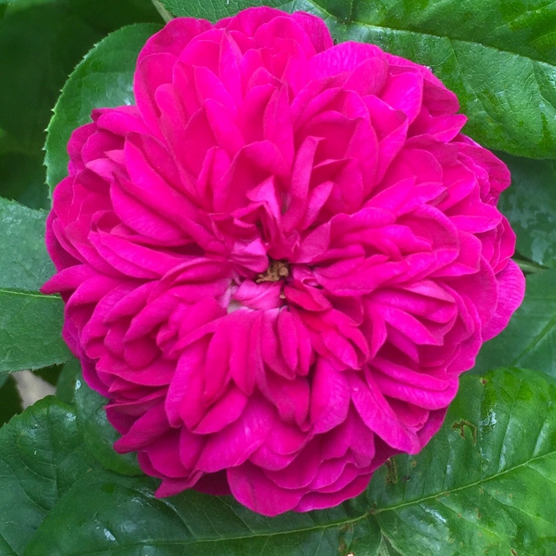 Rose De Resht (Damask Portland) in the GardenTags plant encyclopedia